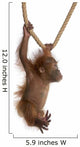 Sumatran Orangutan Hanging from Wall Decal Design 4