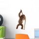 Sumatran Orangutan Hanging from Wall Decal Design 3