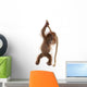 Sumatran Orangutan Hanging from Wall Decal Design 3