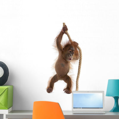 Sumatran Orangutan Hanging from Wall Decal Design 3 shown on a wall