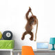 Sumatran Orangutan Hanging from Wall Decal Design 3