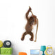 Sumatran Orangutan Hanging from Wall Decal Design 3