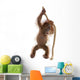 Sumatran Orangutan Hanging from Wall Decal Design 3