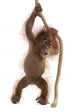 Sumatran Orangutan Hanging from Wall Decal Design 3
