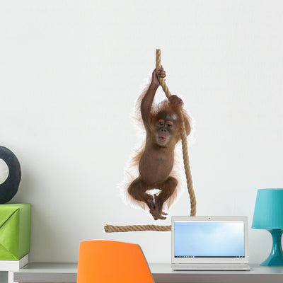 Sumatran Orangutan Hanging from Wall Decal Design 2 shown on a wall