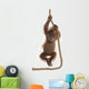Sumatran Orangutan Hanging from Wall Decal Design 2