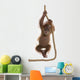 Sumatran Orangutan Hanging from Wall Decal Design 2