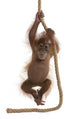 Sumatran Orangutan Hanging from Wall Decal Design 2