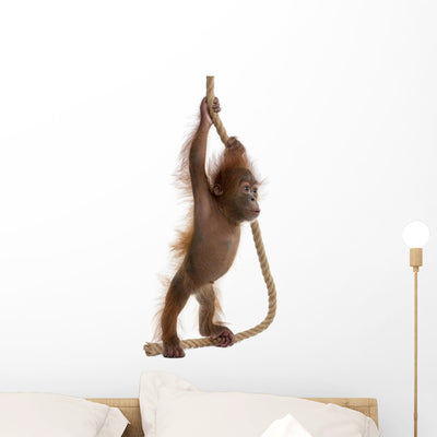 Sumatran Orangutan Hanging from Wall Decal Design 1 shown on a wall