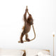 Sumatran Orangutan Hanging from Wall Decal Design 1