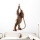 Sumatran Orangutan Hanging from Wall Decal Design 1