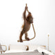 Sumatran Orangutan Hanging from Wall Decal Design 1