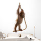 Sumatran Orangutan Hanging from Wall Decal Design 1