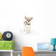 Chihuahua puppy with black leather collar with spikes Wall Decal