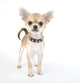 Chihuahua puppy with black leather collar with spikes Wall Decal