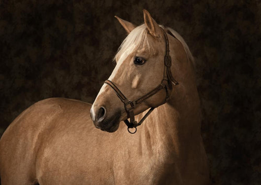 Palomino Horse Wall Mural