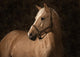 Palomino Horse Wall Mural