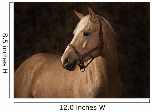 Palomino Horse Wall Mural