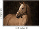 Palomino Horse Wall Mural