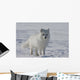 Arctic fox Wall Mural