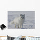 Arctic fox Wall Mural