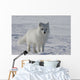 Arctic fox Wall Mural