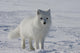 Arctic fox Wall Mural