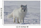 Arctic fox Wall Mural