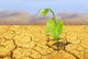 Drought Wall Decal