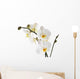 Orchid