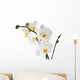 Orchid