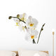 Orchid