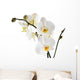 Orchid