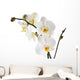 Orchid