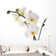 Orchid