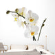 Orchid