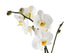 Orchid