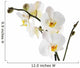 Orchid