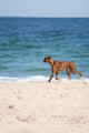 Dog Beach Wall Mural