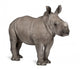 young White Rhinoceros or Square-lipped rhinoceros - Ceratotheri Wall Decal