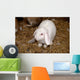 Lapin Blanc Wall Mural
