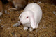 Lapin Blanc Wall Mural