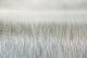 Mist On A Lake With Reeds Wall Mural