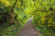 A Trail In Silver Falls State Park Wall Mural