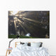 Rays Of Sunlight Through The Trees And Morning Fog Wall Mural