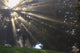 Rays Of Sunlight Through The Trees And Morning Fog Wall Mural
