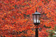 Autumn Colors On The Leaves And A Light Post Wall Mural