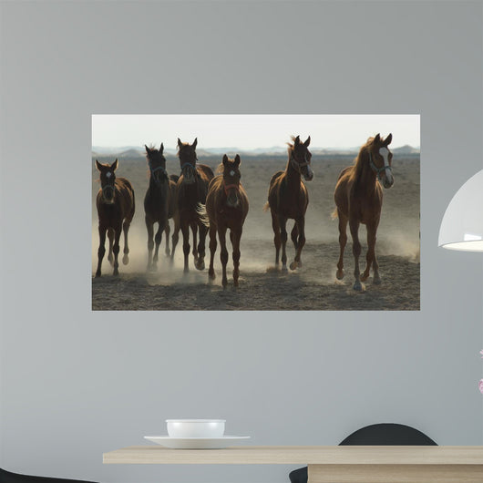 Arabian Horses Wall Mural