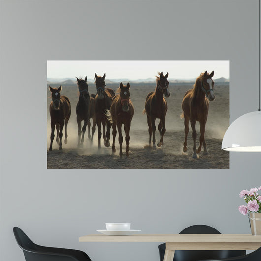 Arabian Horses Wall Mural