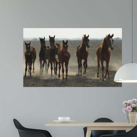 Arabian Horses Wall Mural
